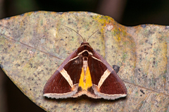 Fodina