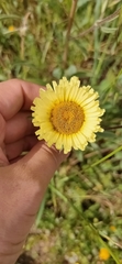 Pallenis spinosa