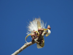 Pseudobombax ellipticum