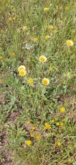 Pallenis spinosa