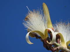 Pseudobombax ellipticum