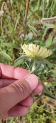 Pallenis spinosa