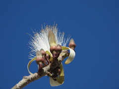 Pseudobombax ellipticum