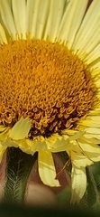 Pallenis spinosa