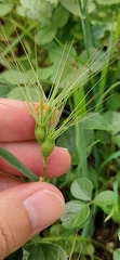 Aegilops