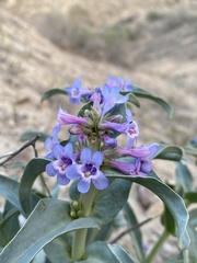 Penstemon acuminatus