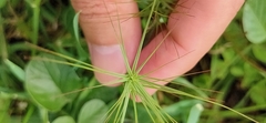 Aegilops