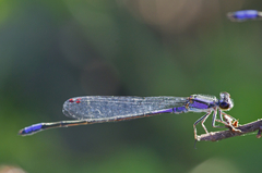 Enallagma cardenium