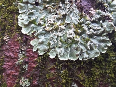Crespoa crozalsiana