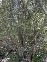 Capparis cynophallophora
