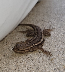 Sceloporus occidentalis