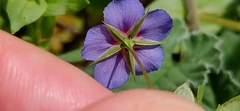 Lysimachia