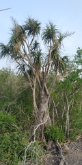 Beaucarnea