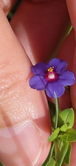 Lysimachia