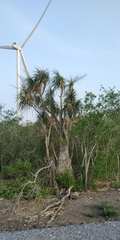 Beaucarnea