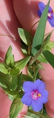 Lysimachia