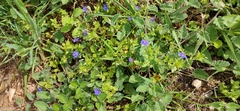 Lysimachia