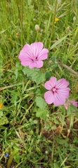 Malva trimestris