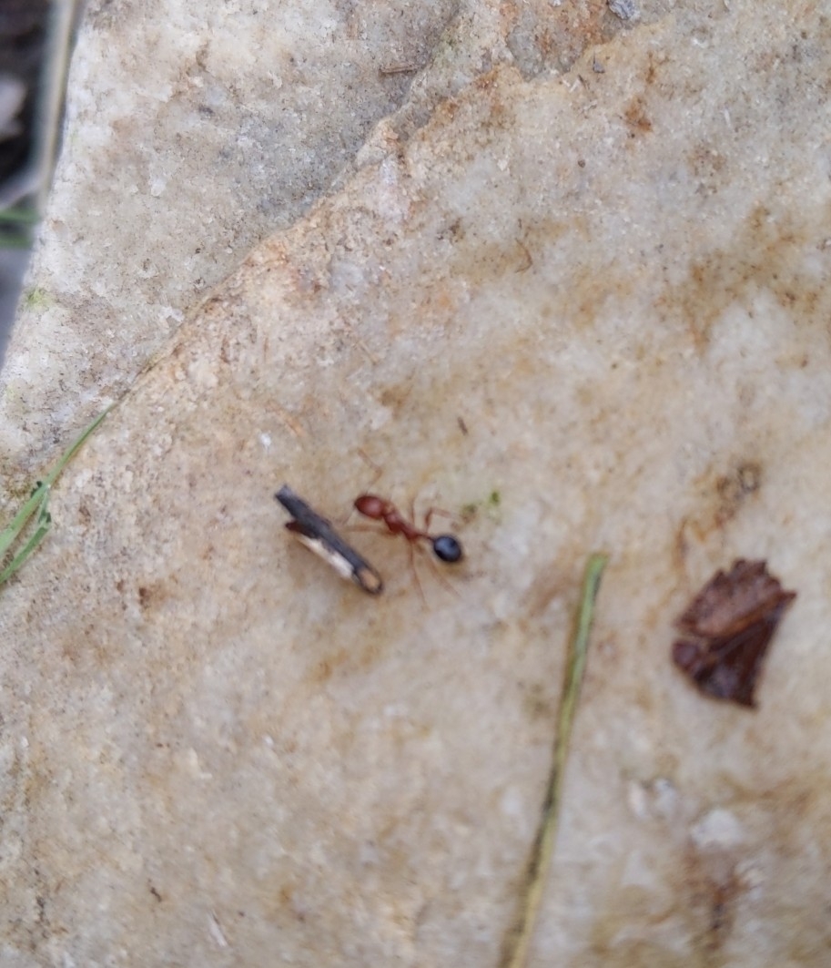 Aphaenogaster uinta