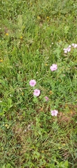 Malva trimestris