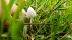 Conocybe romagnesii