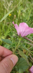 Malva trimestris