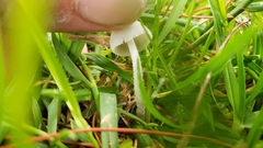 Conocybe romagnesii
