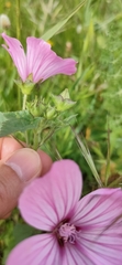 Malva trimestris