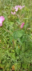Malva trimestris