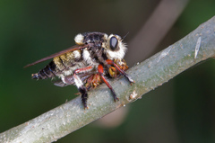 Mallophora macquartii