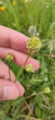 Sanguisorba