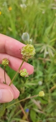 Sanguisorba