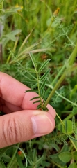 Sanguisorba