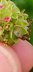 Sanguisorba