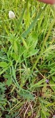 Sanguisorba