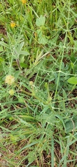 Sanguisorba