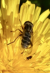Anasimyia anausis