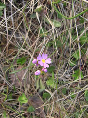 Primula finmarchica