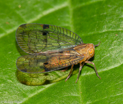 Varciopsis trigutta