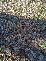 Anemonoides nemorosa