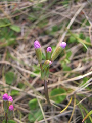 Primula finmarchica