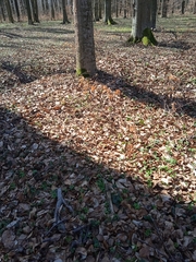 Anemonoides nemorosa