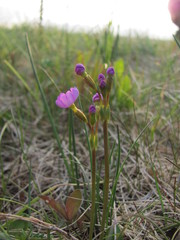 Primula finmarchica