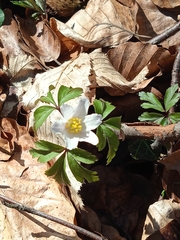 Anemonoides nemorosa