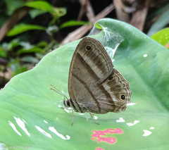 Cissia proba