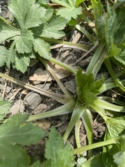 Saniculeae