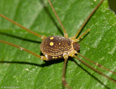 Protus bolivari