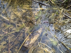 Hippuris vulgaris