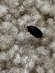Attagenus unicolor