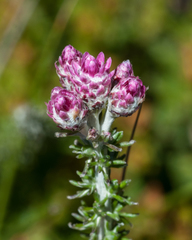 Lachnospermum umbellatum